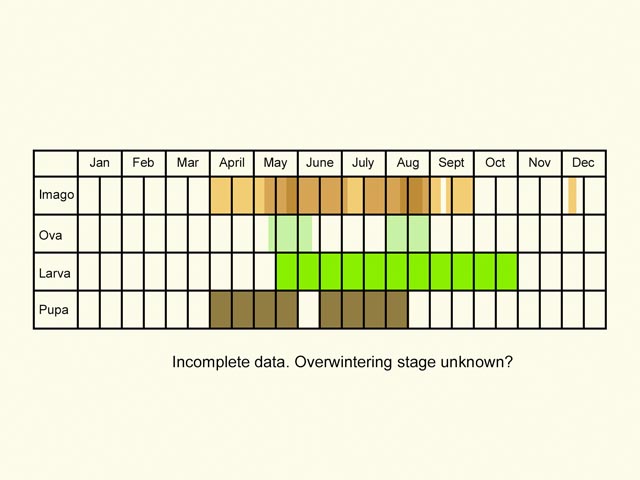 Life stages table Copyright Martin Evans 