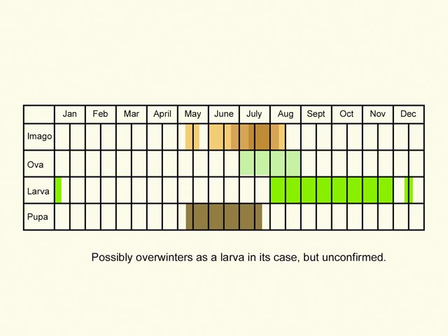  Life stages table Copyright Martin Evans 