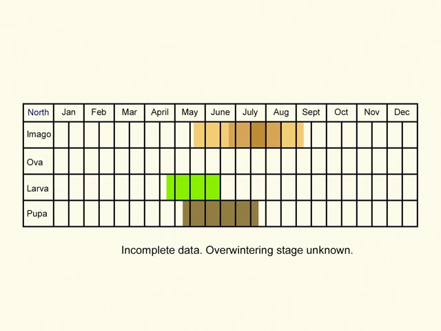  Life stages table north Copyright Martin Evans 
