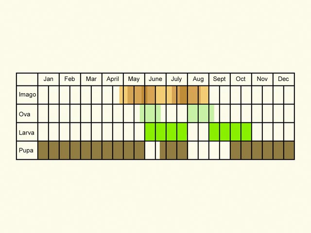  Life stages table Copyright Martin Evans 