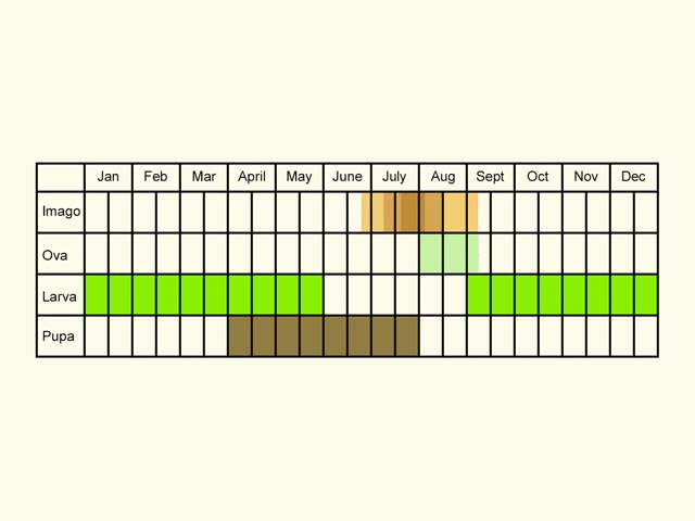  Life stages table Copyright Martin Evans 