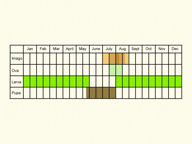  Life stages table Copyright Martin Evans 