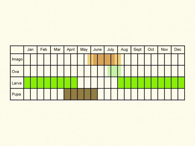  Life stages table Copyright Martin Evans 