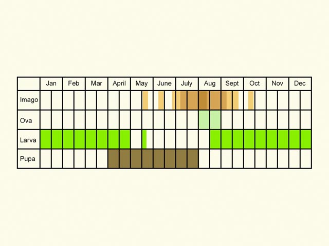  Life stages table Copyright Martin Evans 