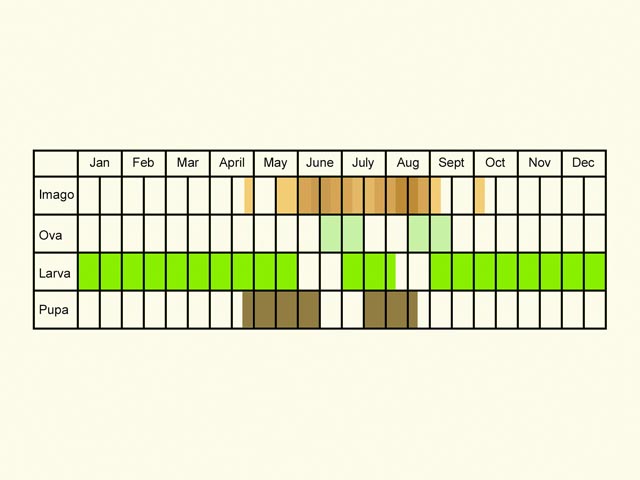  Life stages table Copyright Martin Evans 