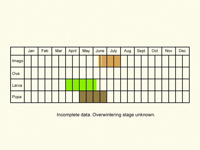  Life stages table Copyright Martin Evans 