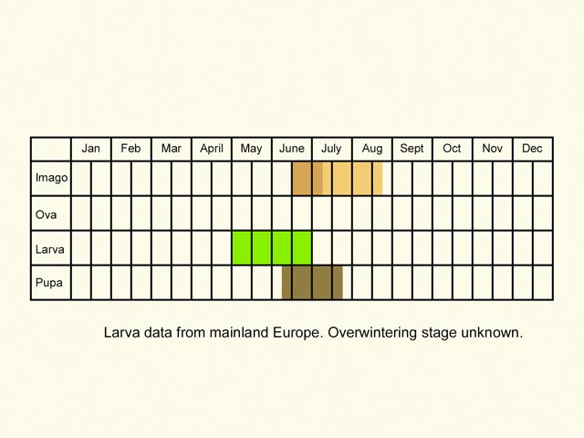  Life stages table Copyright Martin Evans 
