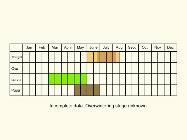  Life stages table Copyright Martin Evans 