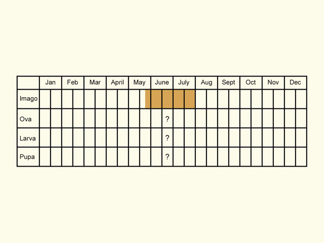  Life stages table Copyright Martin Evans 