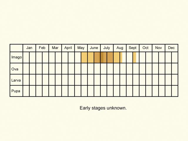  Life stages table Copyright Martin Evans 