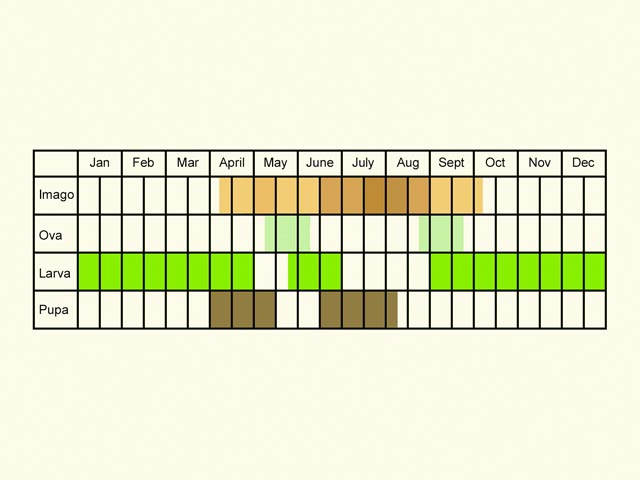  Life stages table Copyright Martin Evans 
