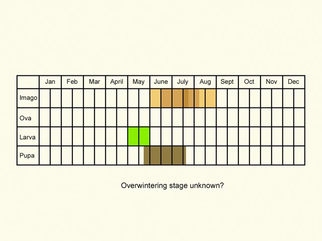  Life stages table Copyright Martin Evans 