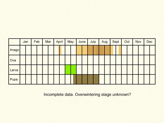  Life stages table Copyright Martin Evans 