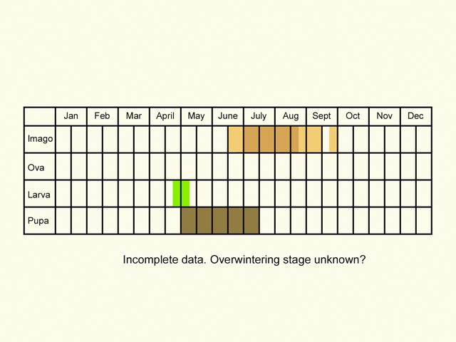  Life stages table Copyright Martin Evans 