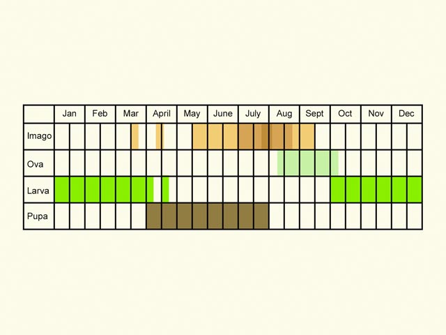  Life stages table Copyright Martin Evans 