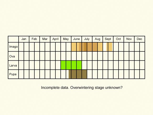  Life stages table Copyright Martin Evans 