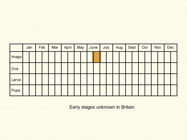  Life stages table Copyright Martin Evans 