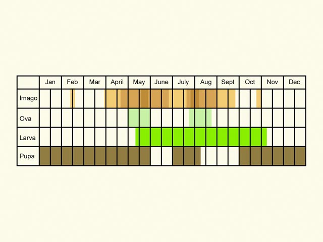  Life stages table Copyright Martin Evans 