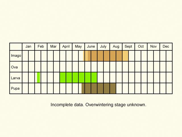  Life stages table Copyright Martin Evans 