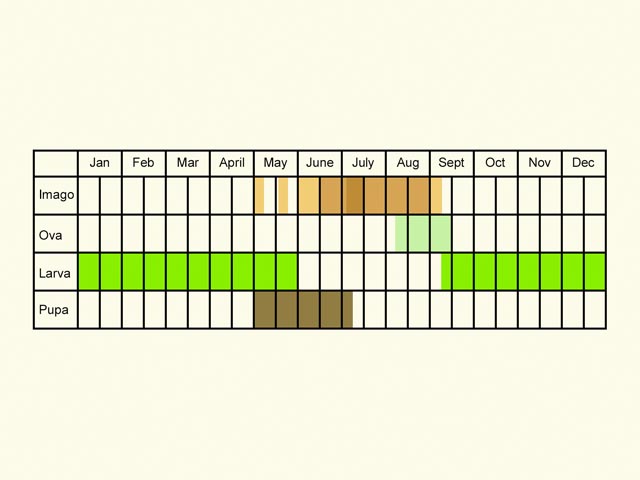  Life stages table Copyright Martin Evans 