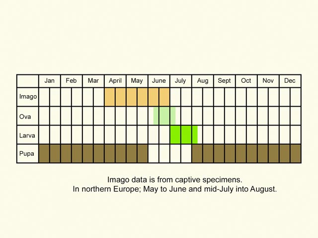  Life stages table Copyright Martin Evans 