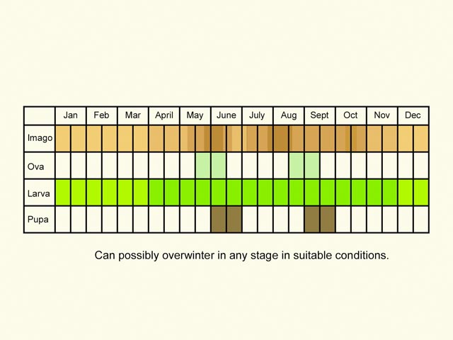  Life stages table Copyright Martin Evans 