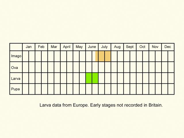  Life stages table Copyright Martin Evans 