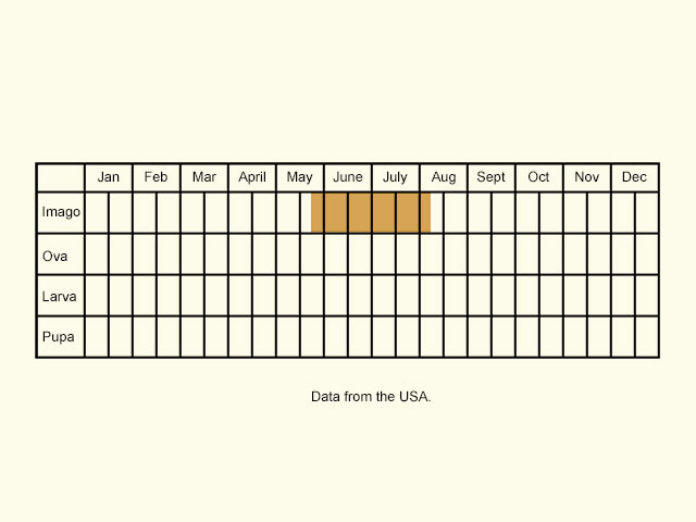  Life stages table Copyright Martin Evans 