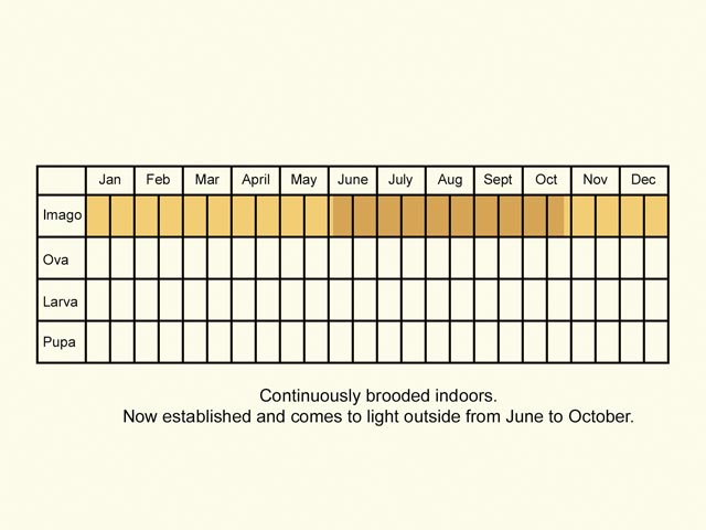  Life stages table Copyright Martin Evans 