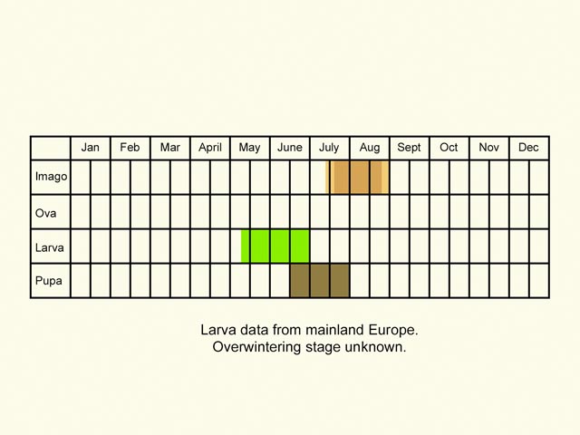  Life stages table Copyright Martin Evans 