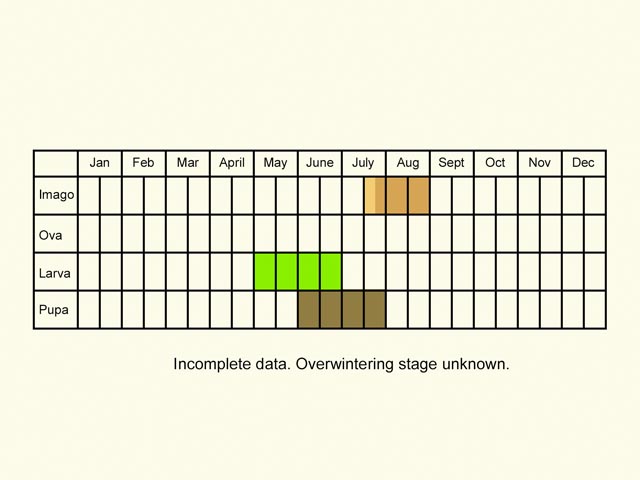  Life stages table Copyright Martin Evans 