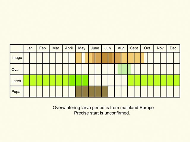  Life stages table Copyright Martin Evans 
