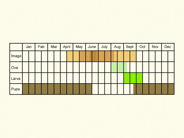  Life stages table Copyright Martin Evans 