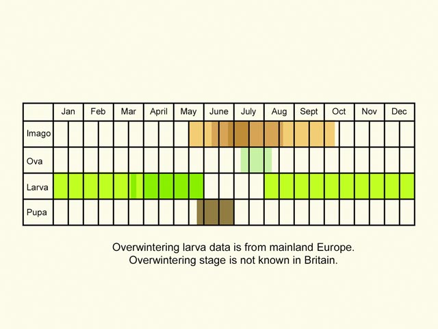  Life stages table Copyright Martin Evans 