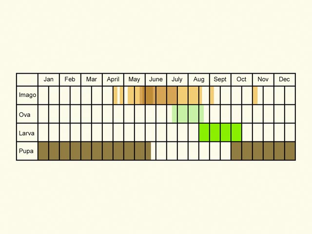  Life stages table Copyright Martin Evans 