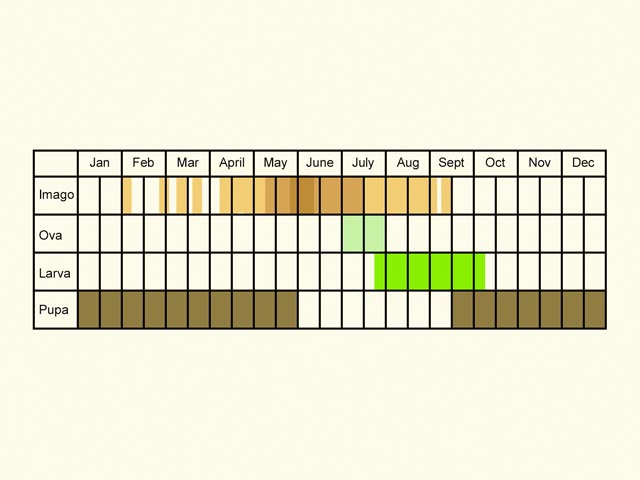 Life stages table Copyright Martin Evans 