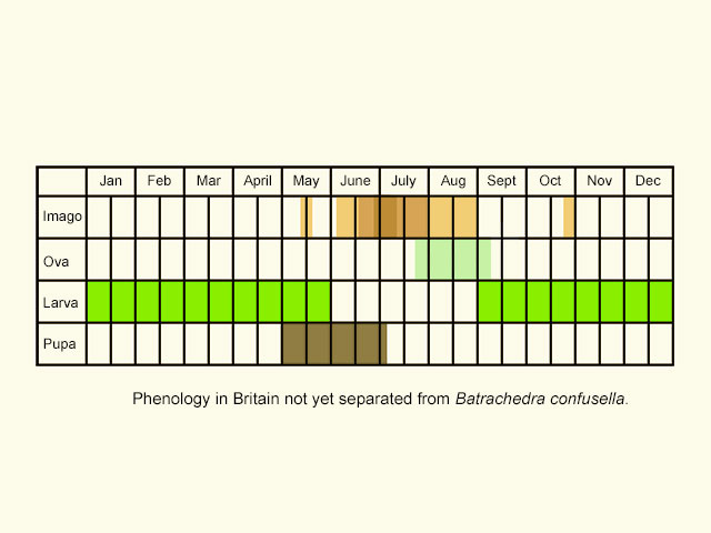  Life stages table Copyright Martin Evans 