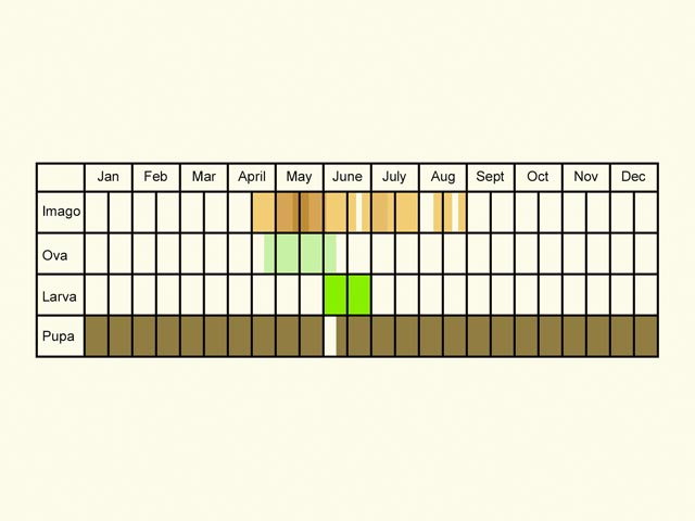  Life stages table Copyright Martin Evans 
