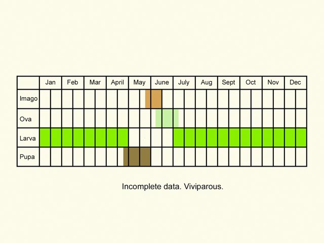  Life stages table Copyright Martin Evans 