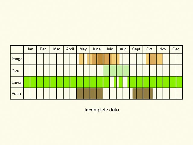  Life stages table Copyright Martin Evans 