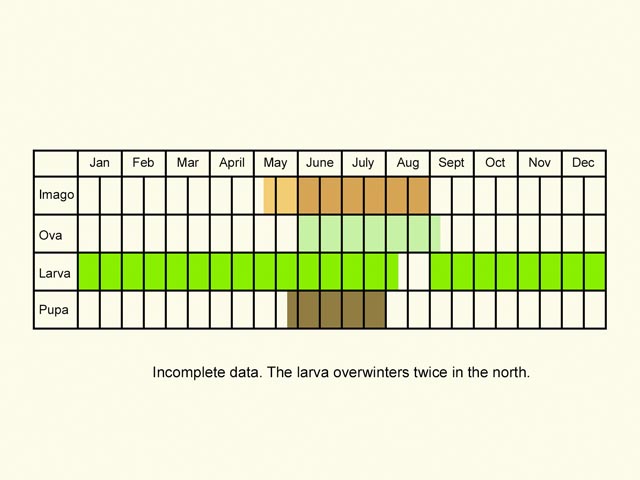  Life stages table Copyright Martin Evans 