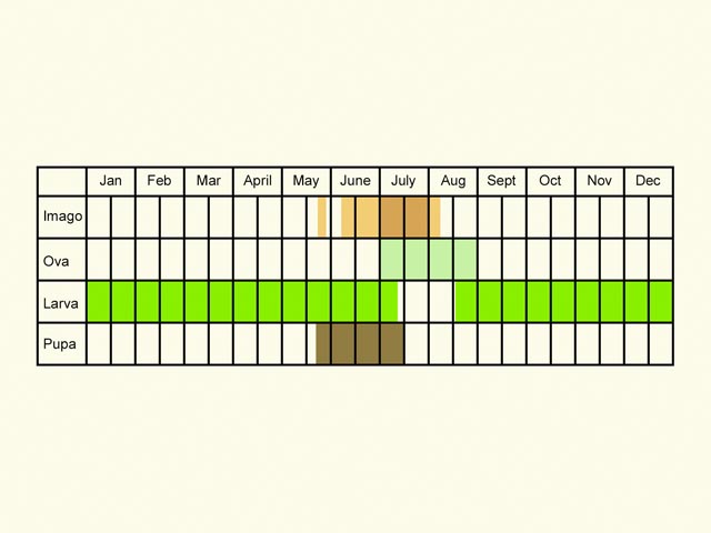  Life stages table Copyright Martin Evans 