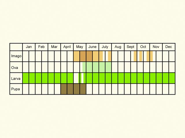  Life stages table Copyright Martin Evans 
