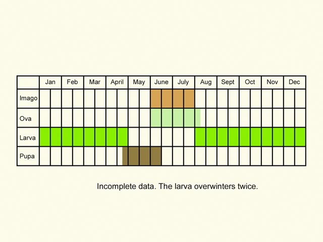  Life stages table Copyright Martin Evans 