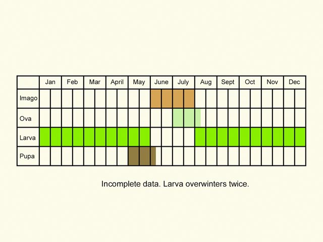  Life stages table Copyright Martin Evans 