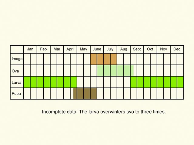  Life stages table Copyright Martin Evans 