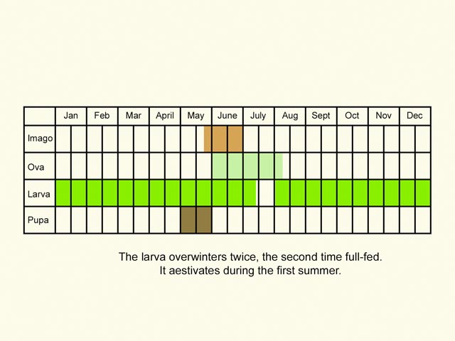  Life stages table Copyright Martin Evans 