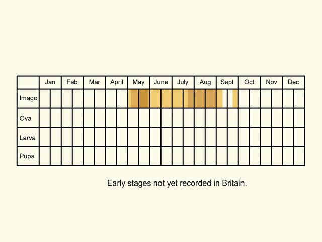  Life stages table Copyright Martin Evans 