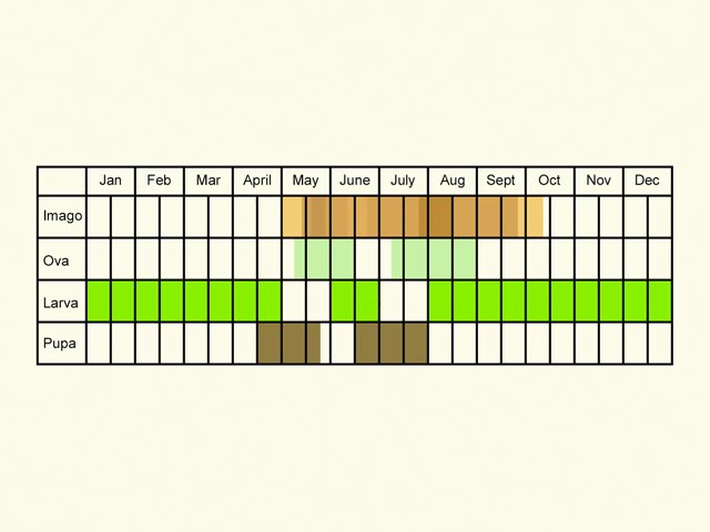 Life stages table Copyright Martin Evans 