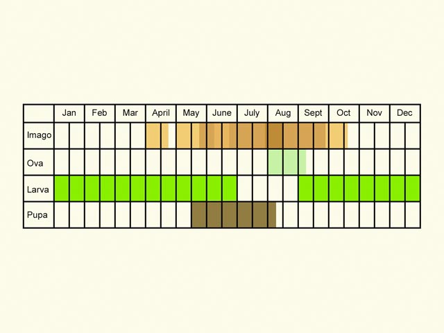  Life stages table Copyright Martin Evans 